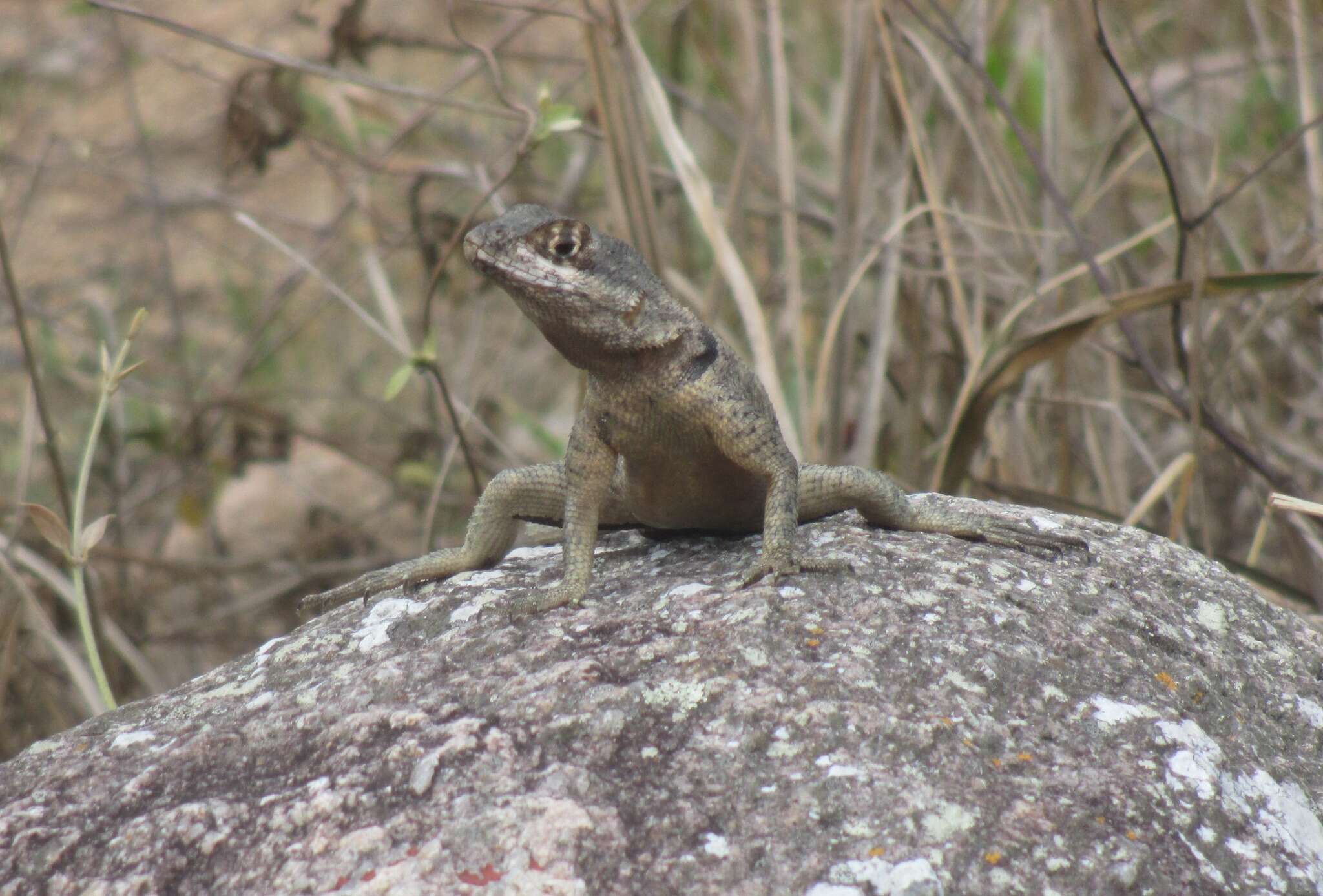 Image of Peters' Lava Lizard