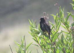 Image of Black Siskin