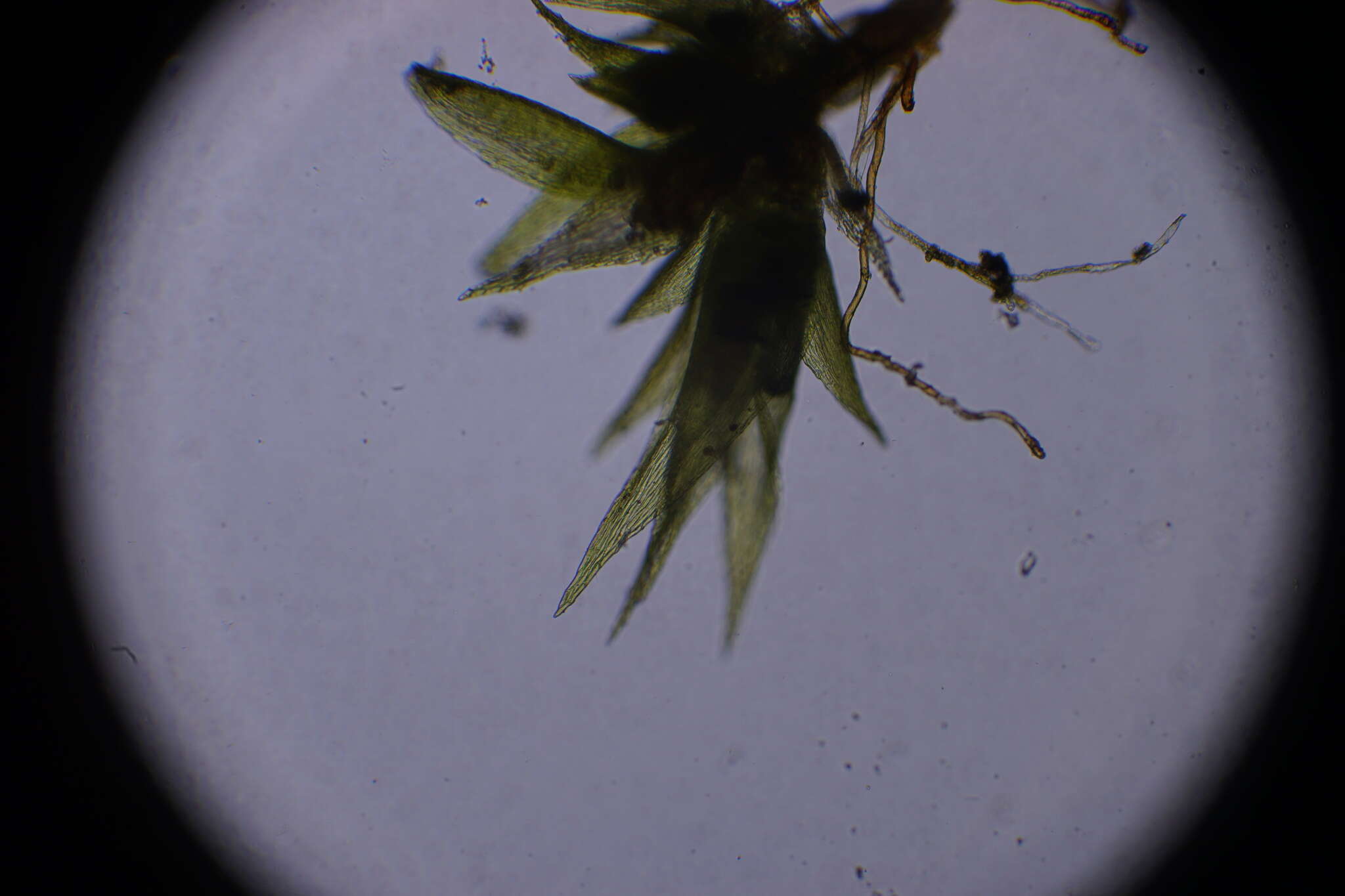 Isopterygium tenerum Mitten 1869的圖片