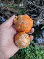 Image of Citrus limonia Osbeck