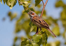 Image of Chestnut-eared Bunting