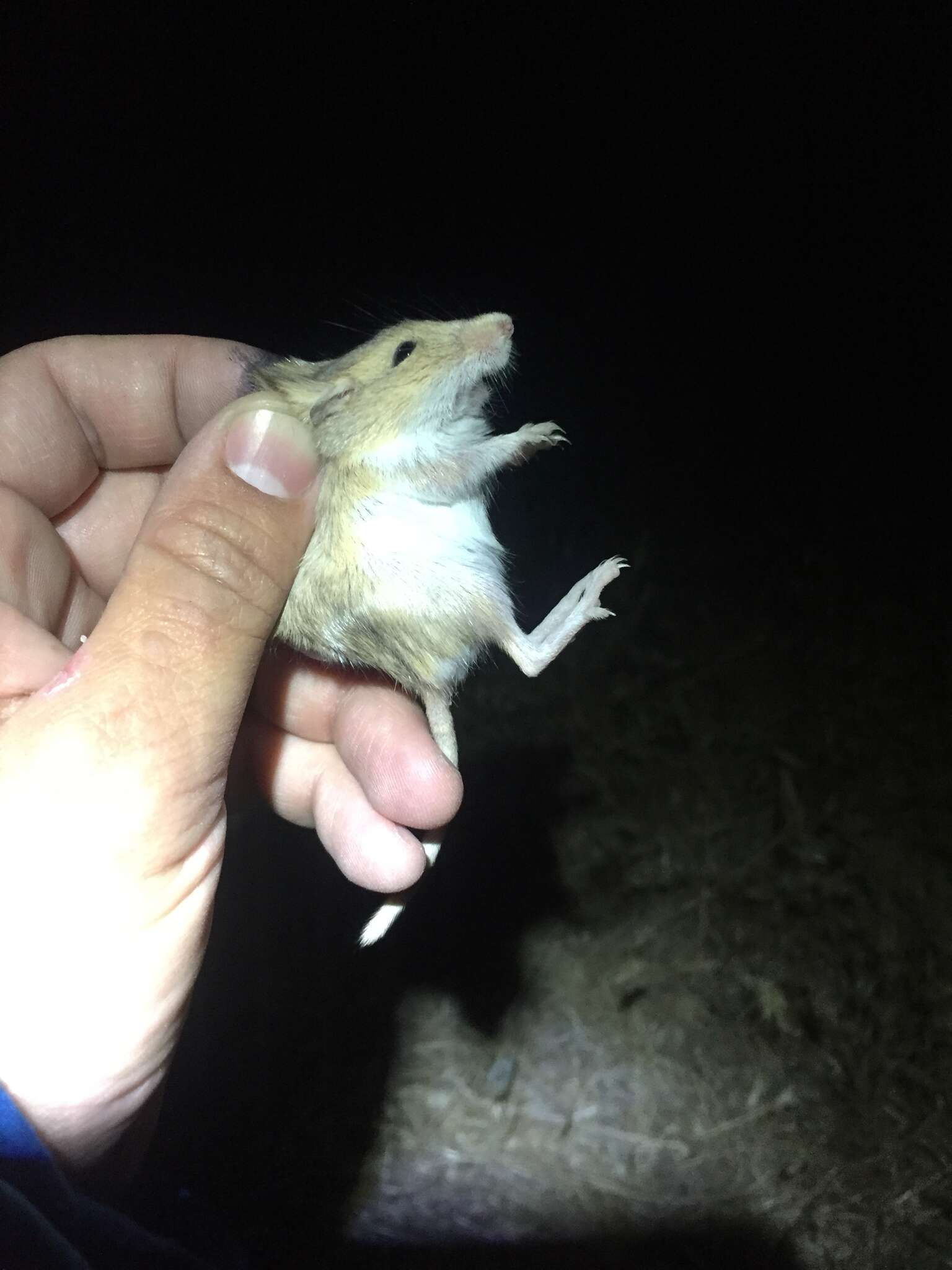 Image of San Joaquin pocket mouse