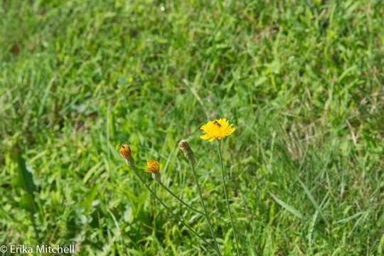 Image of August-Flower