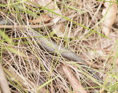 Image of Lowland copperhead