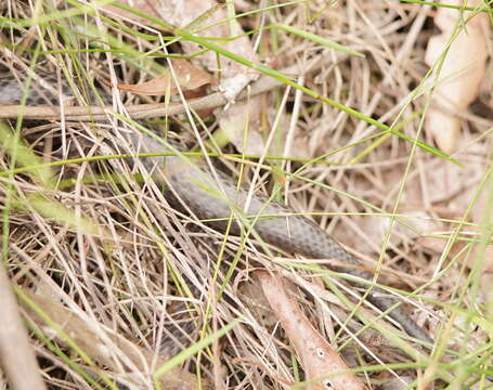 Image of Lowland copperhead