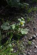 Image de Geum macrophyllum var. macrophyllum