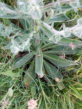 Image of Echium italicum subsp. biebersteinii (Lacaita) Greuter & Burdet