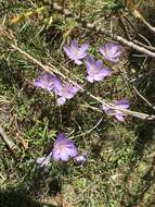 Crocus nudiflorus Sm. resmi