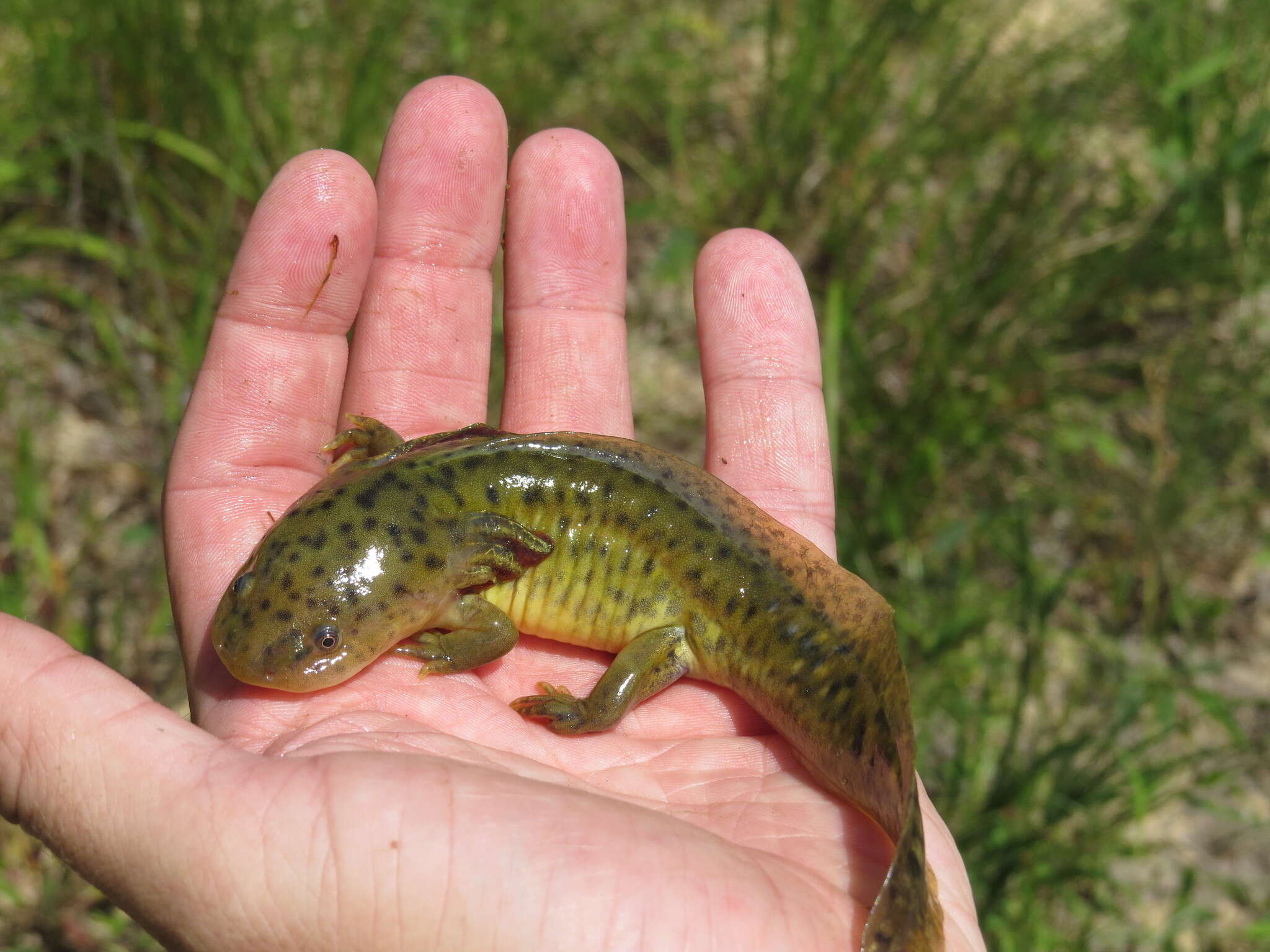 Слика од Ambystoma tigrinum (Green 1825)