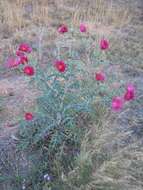 Image of red pricklypoppy