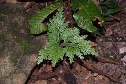 Image of Selaginella hordeiformis Bak.