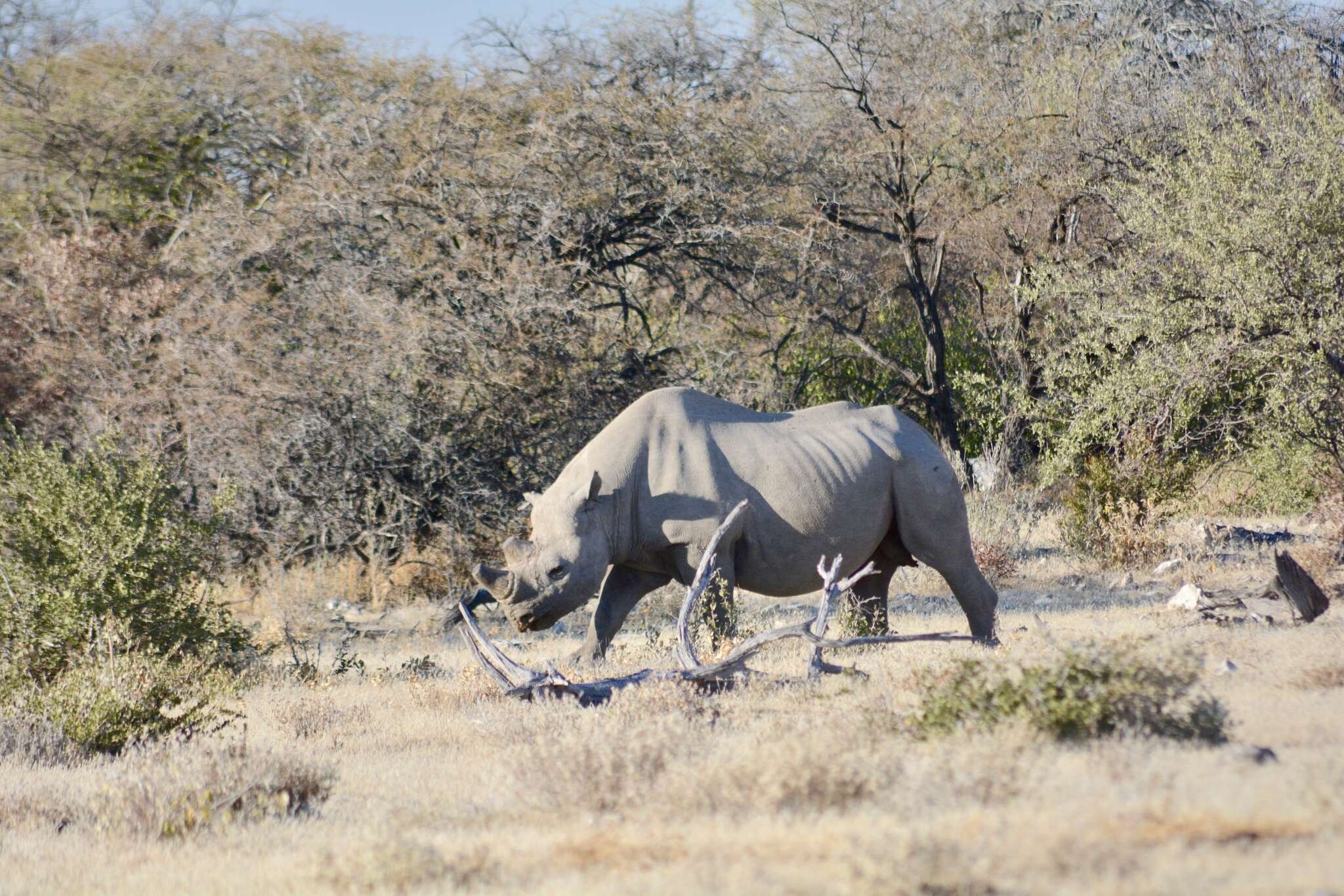 Image of Cape rhinoceros