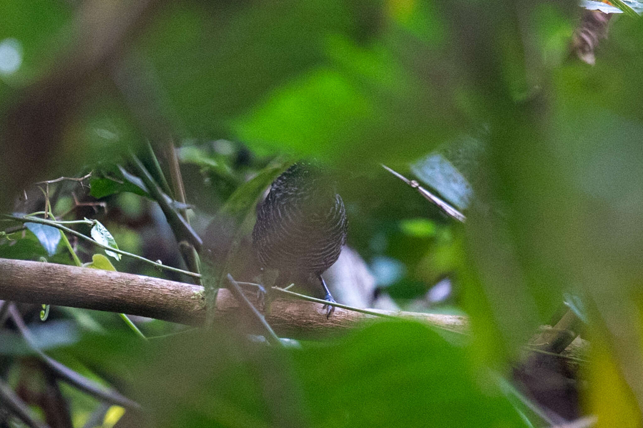 Image of Lined Antshrike