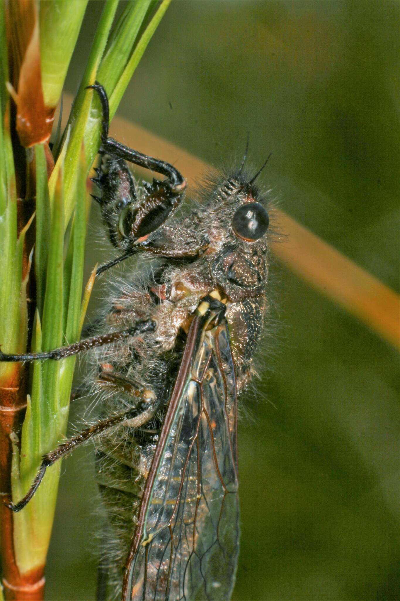 Sivun Maoricicada cassiope (Hudson & G. V. 1891) kuva