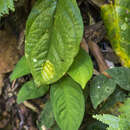 Sivun Amydrium medium (Zoll. & Moritzi) Nicolson kuva