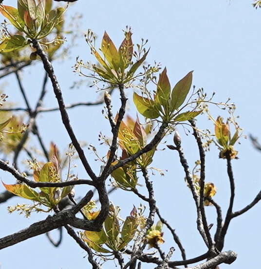 Sassafras randaiense (Hayata) Rehder resmi