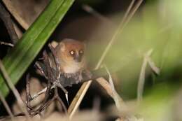 Image of Jolly's Mouse Lemur