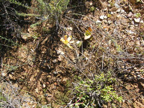 Image of Karoo Capetulip