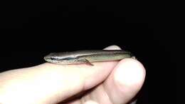 Image of Forest Ground Skink