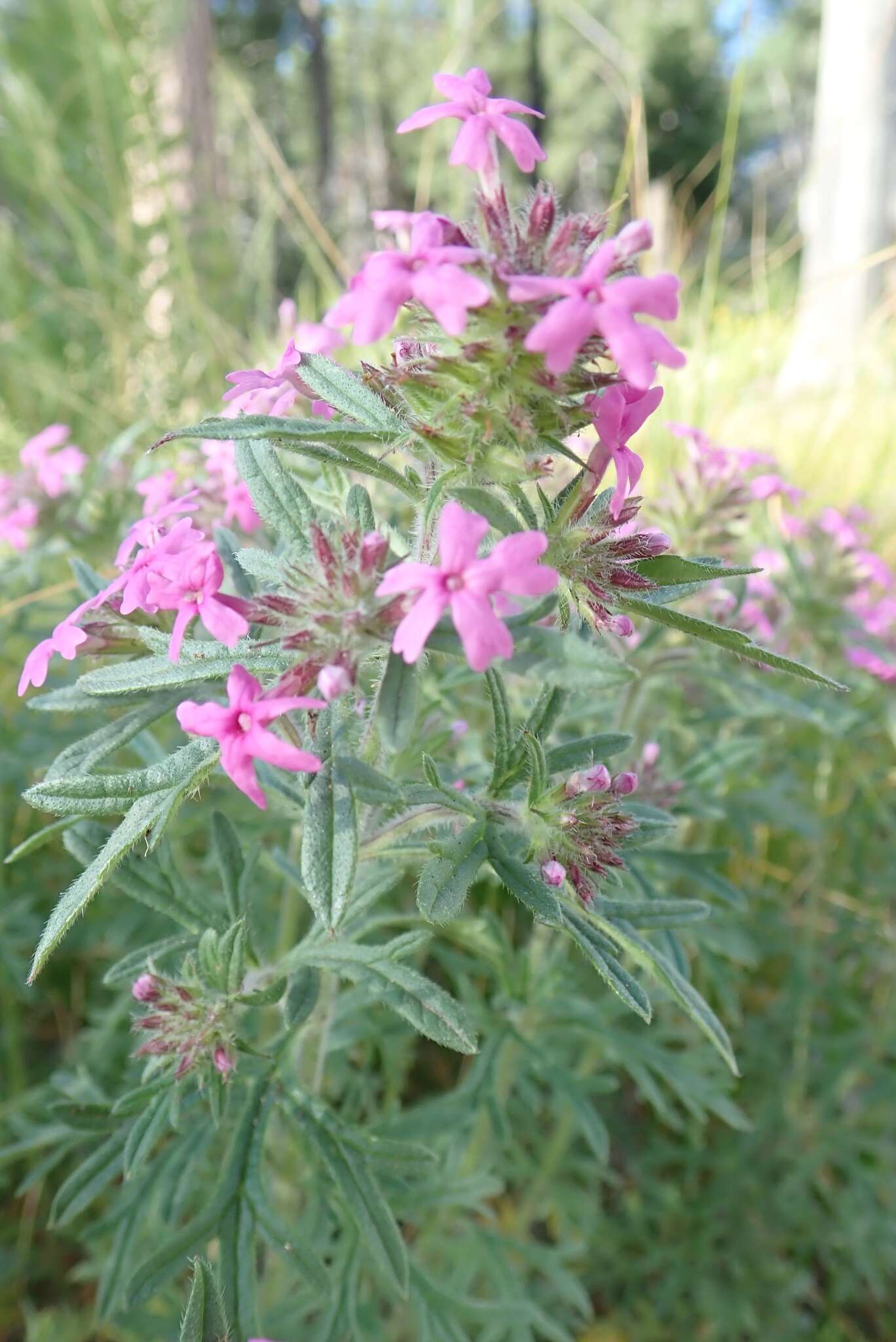 Image of Chiricahua Mountain mock vervain