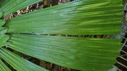 Image of Licuala fan palm