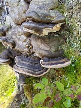 Image of Fomitopsis ochracea Ryvarden & Stokland 2008