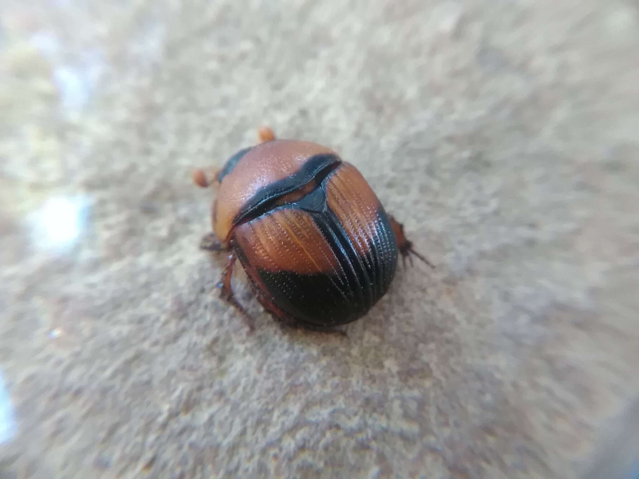 Plancia ëd Bolbocerosoma bruneri Dawson & Mccolloch 1924