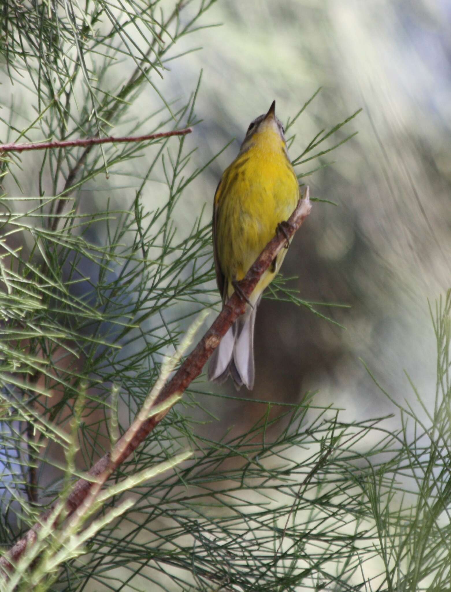 Image of Prairie Warbler