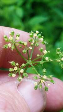 Image of purple meadowparsnip