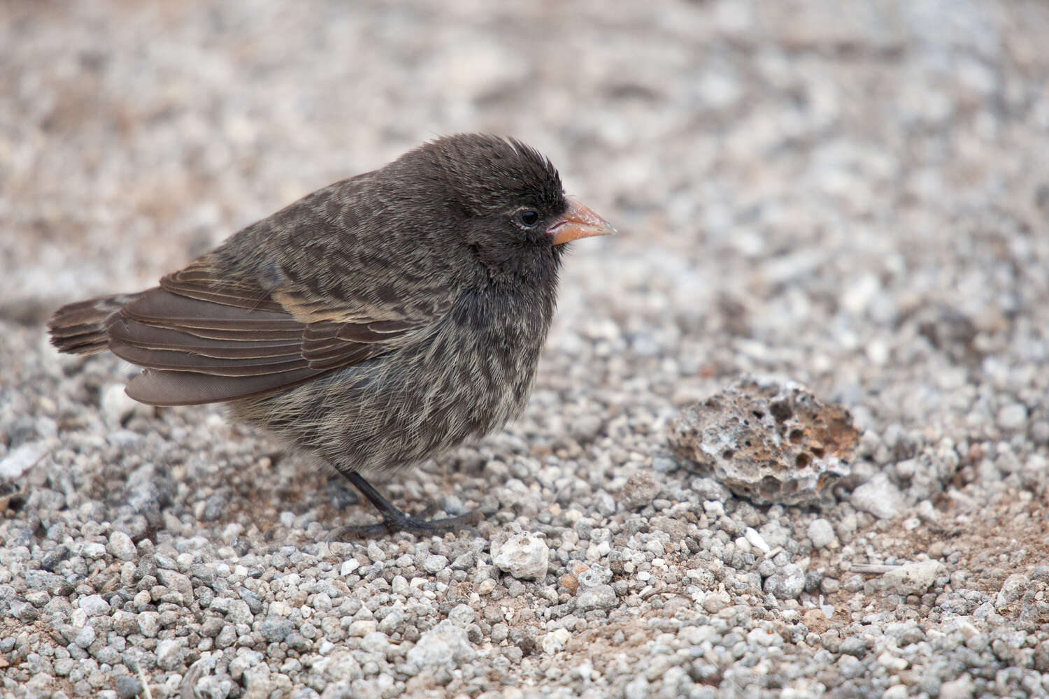 Image of Genovesa Ground Finch