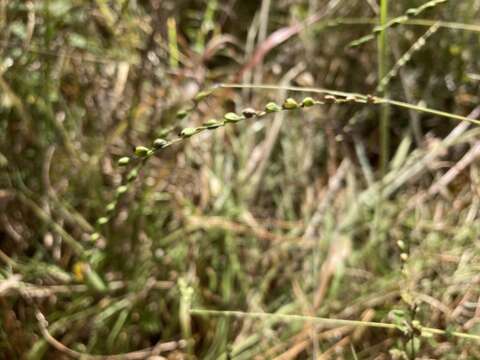 Image de Paspalum bifidum (Bertol.) Nash