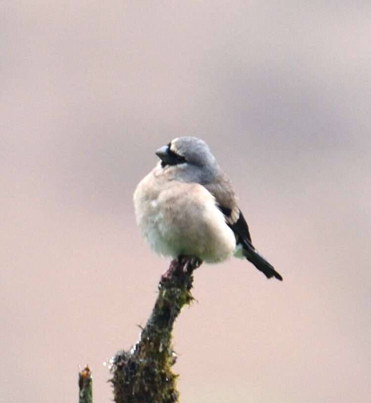 Image of Grey-headed Bullfinch