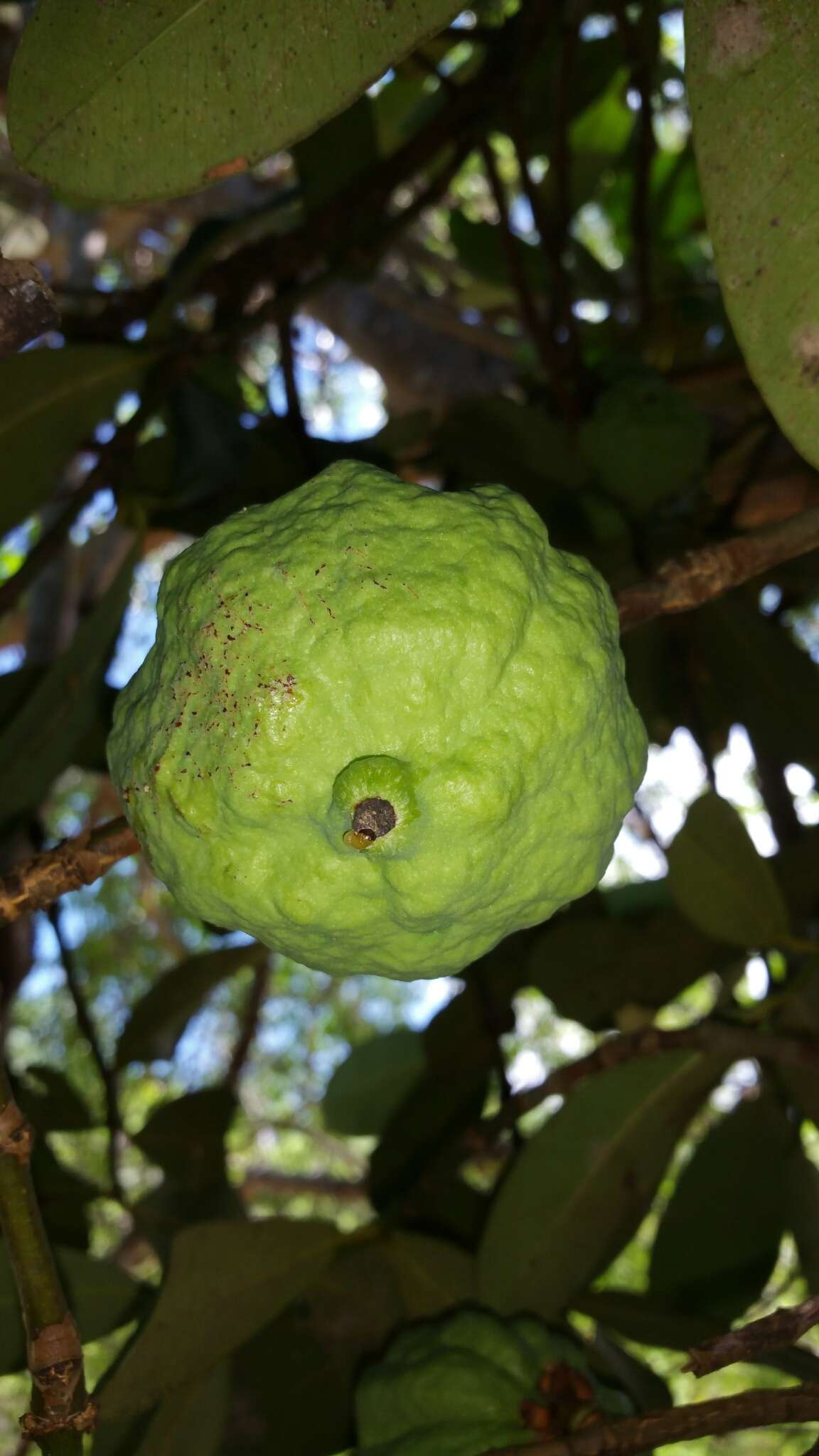 Imagem de Garcinia pervillei (Planch. & Triana) Vesque