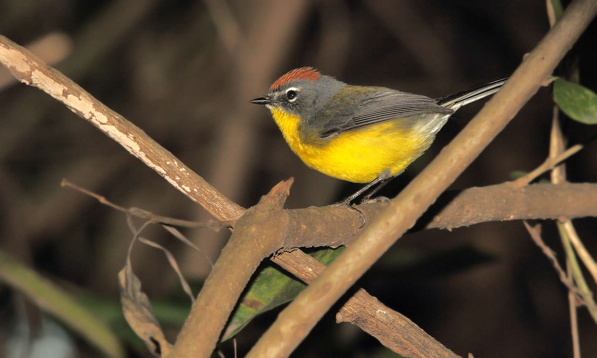 Image of Brown-capped Redstart