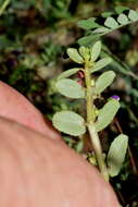 Image of Euphorbia leucantha (Klotzsch & Garcke) Boiss.