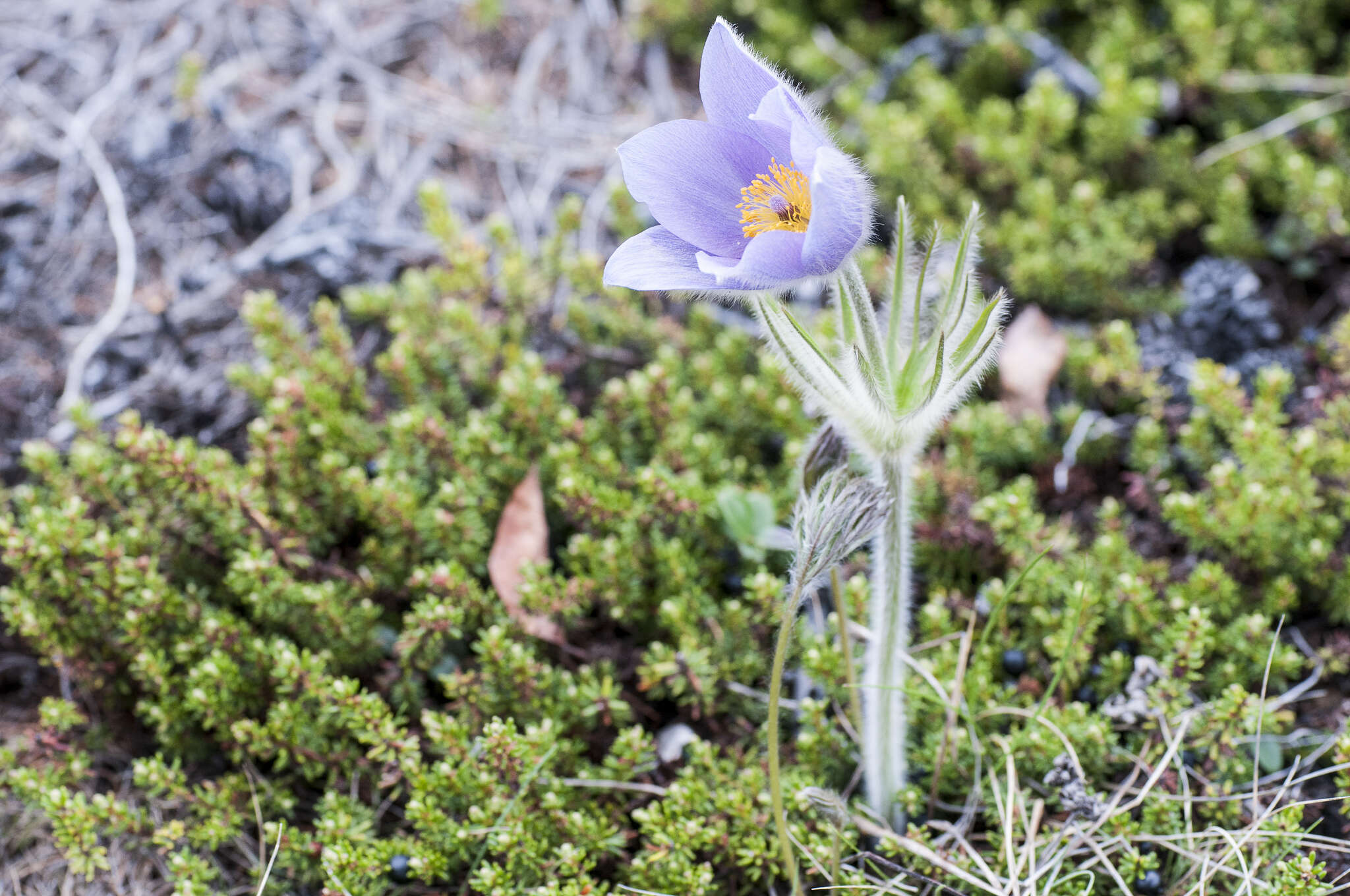 Image of cutleaf anemone