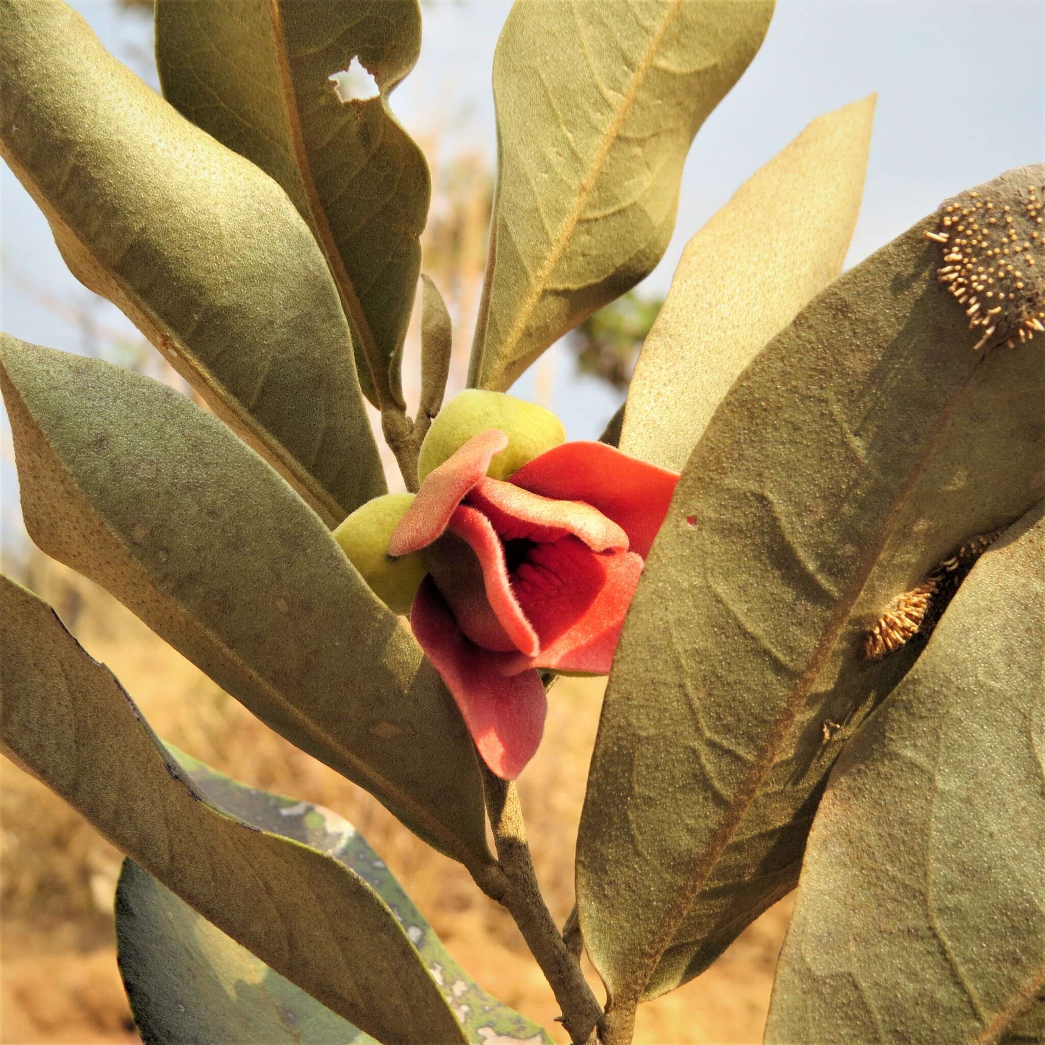 Image of Duguetia furfuracea (A. St.-Hil.) Saff.