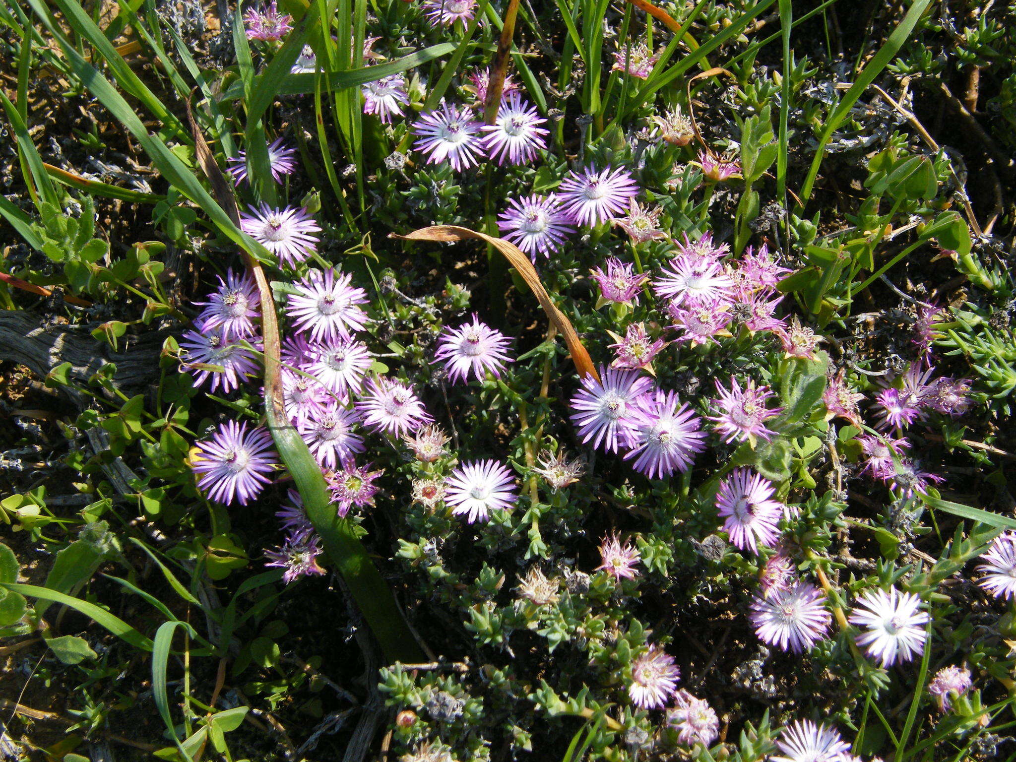 Image of Antimima menniei (L. Bol.) H. E. K. Hartmann