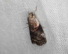 Image of Acrobasis palliolella Ragonot 1887