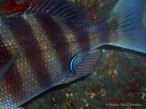 Image of Northern Neon Goby