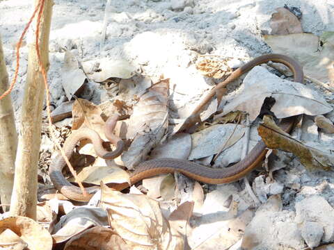 صورة Psammophis orientalis Broadley 1977