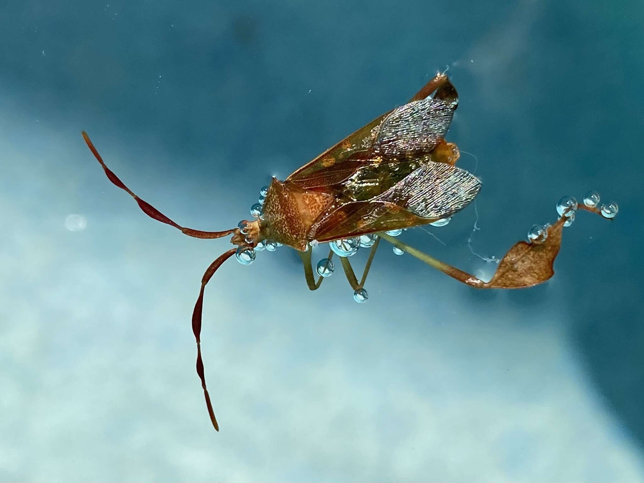 صورة Chondrocera laticornis Laporte 1832