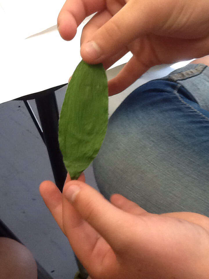 Image of feathery false lily of the valley