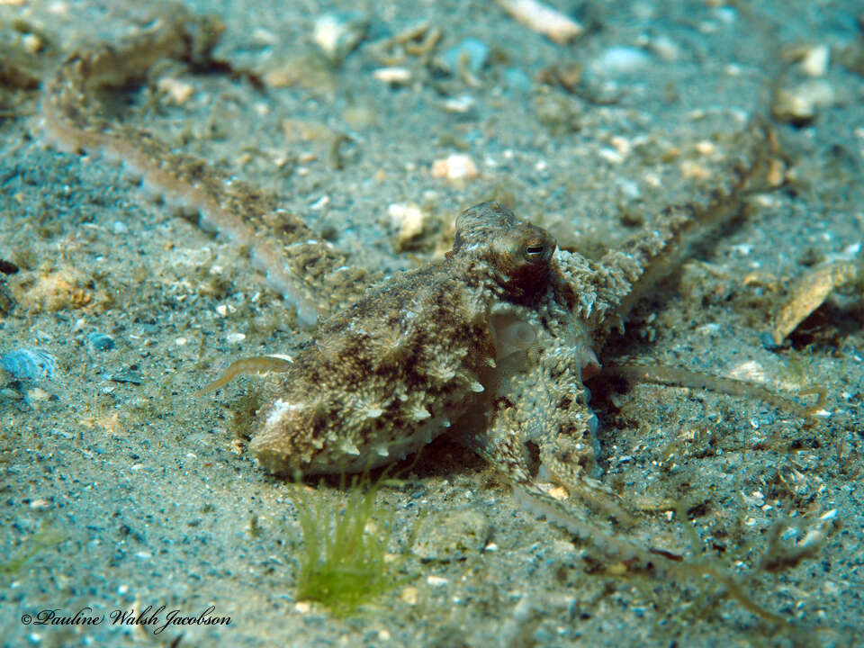 Image of Macrotritopus Grimpe 1922