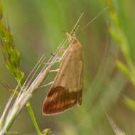 Image of Pyrausta semirubralis Packard 1873