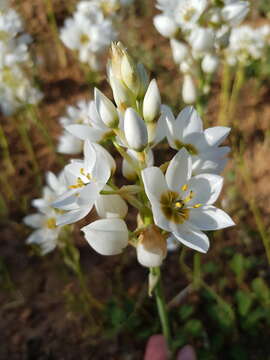 Image of Ornithogalum thyrsoides Jacq.