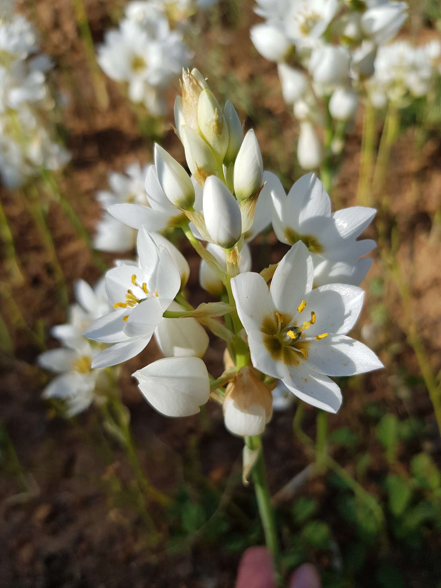 Слика од Ornithogalum thyrsoides Jacq.