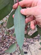 Image of snow gum