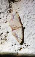 Image de Idaea ostrinaria