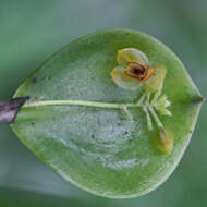 Image of Lepanthes inescata Luer